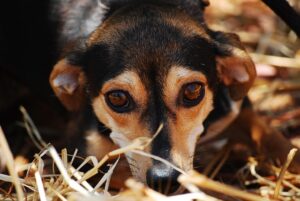 chiens anxieux