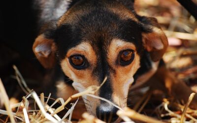 chiens anxieux