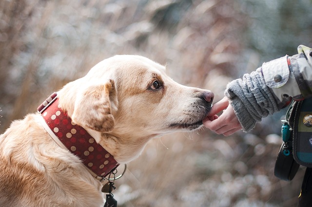 chiens amicaux