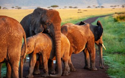 animaux de la savane