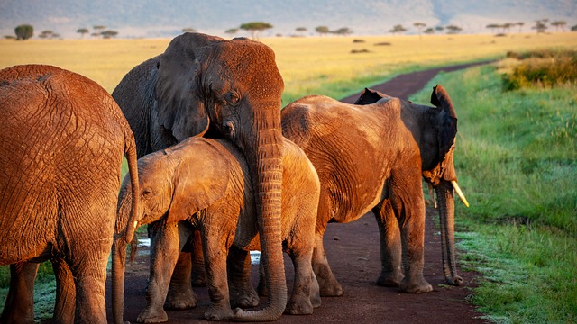 animaux de la savane