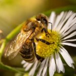 abeilles et écosystème