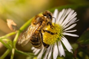 abeilles et écosystème