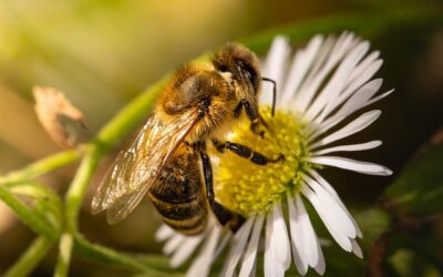 abeilles et écosystème