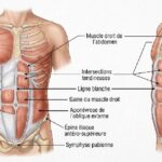 muscles abdominaux