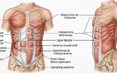 muscles abdominaux